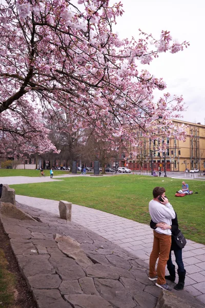 Spring Blossoms at Tom McCall Waterfront Park