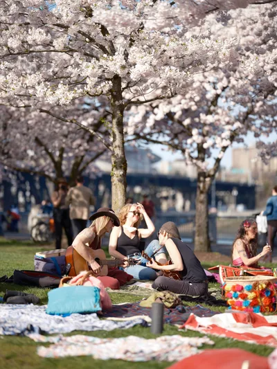 Young friends gather for an impromptu music session on the grass beneath a canopy of pristine white cherry blossoms at Tom McCall Waterfront Park in Portland's Old Town district. The golden afternoon light filters through the delicate sakura petals, illuminating a guitarist in a brown hat and black tank top as companions relax on colorful blankets. The scene captures the ephemeral magic of hanami season, with the urban landscape of downtown Portland softly blurred in the background.