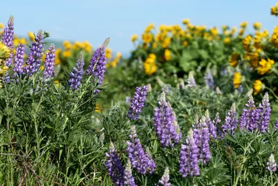 Wild Lupine Blooms at Memaloose Plateau