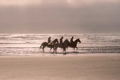 Three equestrians emerge as dark silhouettes against the pewter-toned Pacific, their horses' hooves disturbing the wet sand as waves retreat into foam. The overcast Oregon sky bathes Wheeler's coastline in ethereal rose-gold light, creating a dreamlike atmosphere where rider and mount become one with the endless horizon. Each figure appears suspended in time, their forms etched against the rhythmic surf that has shaped this stretch of Tillamook County's rugged shore for millennia.