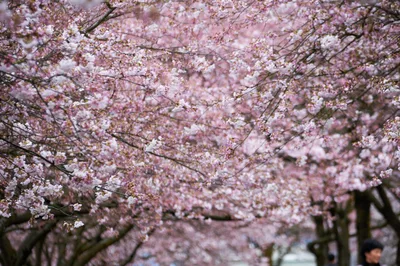 Cherry Blossom Canopy at Waterfront Park