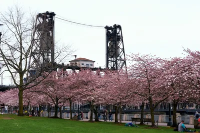 Spring Blossoms Frame Portland's Steel Bridge