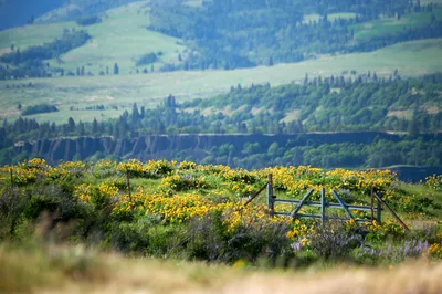 Brilliant yellow gorse flowers cascade across weathered wooden fencing at Memaloose Plateau, their vibrant blooms creating a striking foreground against the layered blues and greens of the Columbia River Gorge. The pastoral scene unfolds beneath rolling hills dotted with evergreen forests, where spring wildflowers paint the landscape in bold strokes of gold. Soft atmospheric perspective draws the eye through multiple ridgelines toward distant peaks, capturing the essence of Oregon's diverse topography in perfect seasonal display.