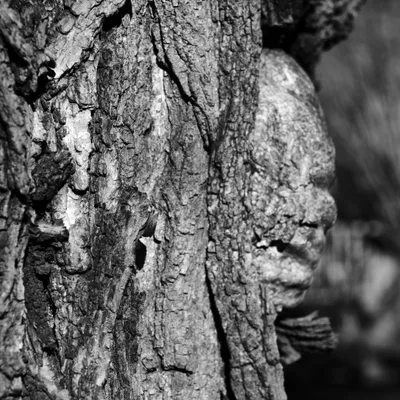 A monochromatic close-up reveals the intricate topography of weathered tree bark in Portland's historic Irvington neighborhood, where natural patterns create the illusion of a human face through pareidolia. Deep furrows and ridges form eyes, nose, and mouth-like features in this landscape of natural texture, with peeling fragments and moss-darkened crevices telling stories of seasons past. The shallow depth of field softly blurs the background, drawing focus to the tactile surface that speaks to both the Pacific Northwest's humid climate and the human tendency to perceive familiar forms in nature.