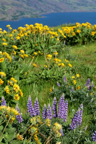 Wildflower Symphony at Memaloose Plateau