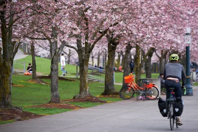 A cyclist in a yellow helmet pedals along the Willamette Greenway Trail beneath a magnificent canopy of pink cherry blossoms at Tom McCall Waterfront Park. The scene captures the ephemeral beauty of Portland's spring awakening, with delicate petals creating a natural tunnel over the pathway while park visitors relax on the emerald grass beyond. The soft overcast light enhances the dreamy pink palette of the blooms, creating an atmospheric corridor that frames the urban cyclist's journey through this seasonal spectacle.