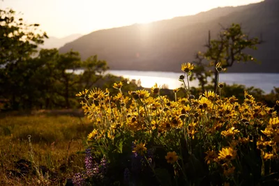 Delicate yellow wildflowers bask in the warm, honeyed light of golden hour at Memaloose Plateau in the Columbia River Gorge. The foreground blooms create intimate detail against the sweeping vista of the Columbia River and distant mountains, while purple lupine adds complementary color depth. Soft backlighting transforms each petal into translucent amber, creating an ethereal mood as the sun sets behind the Oregon landscape.