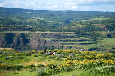A small group gathers for a peaceful picnic among vibrant yellow gorse and purple lupine blooms on the Memaloose Plateau in Oregon's Columbia River Gorge. The intimate scene unfolds on emerald grassland high above the dramatic basalt terraces carved by ancient floods, where forested hills stretch toward a soft blue sky dotted with white clouds. Mayer State Park's elevated vantage point transforms an ordinary outdoor meal into a contemplative moment suspended between wildflower meadows and geological grandeur.