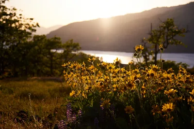 Wild sunflowers and purple lupine bask in the honeyed light of golden hour at Memaloose Plateau in Oregon's Columbia River Gorge. The delicate blooms catch the warm backlighting as the sun dips behind the layered ridgelines, creating a luminous foreground against the silvered waters of the Columbia River. The composition captures the untamed beauty of the gorge's native wildflower meadows, where clusters of yellow petals reach skyward through the prairie grass.