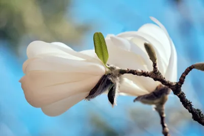 A pristine white magnolia blossom emerges from a dark, textured branch against a dreamy azure sky in Portland, Oregon. The flower's ivory petals unfurl in perfect symmetry while a single chartreuse leaf provides delicate contrast. Soft natural lighting illuminates the bloom's silky surface, creating an ethereal composition that captures the fleeting beauty of spring's arrival in the Pacific Northwest.