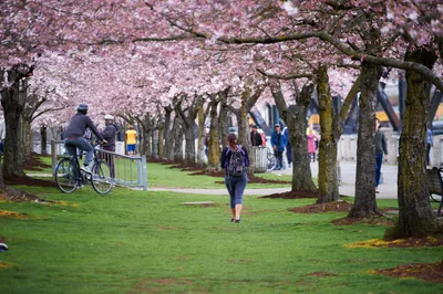 Spring Blossoms at Tom McCall Waterfront Park