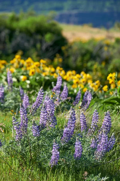 Vibrant purple lupine spikes dominate the foreground of this wildflower meadow at Memaloose Plateau in Oregon's Columbia River Gorge. The sharply focused lupines create dramatic vertical lines against a soft-focus backdrop of golden sunflowers and rolling hills. Natural daylight illuminates the native wildflowers in their peak bloom, showcasing the diverse botanical tapestry of Mayer State Park's high desert ecosystem.