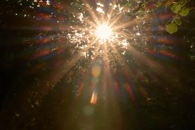 Radiant morning sunlight pierces through the intricate lattice of hazelnut branches in an Oregon orchard, creating dramatic sunbeams and prismatic lens flares. The sun's golden rays illuminate emerald leaves while casting ethereal rainbow halos across the shadowed grove. This intimate perspective from within the orchard captures the mystical quality of agricultural landscapes at dawn in Newberg's fertile Willamette Valley.