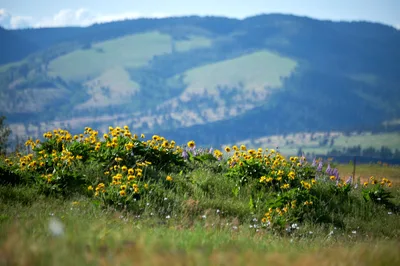 Memaloose Plateau Wildflower Meadow Columbia Gorge