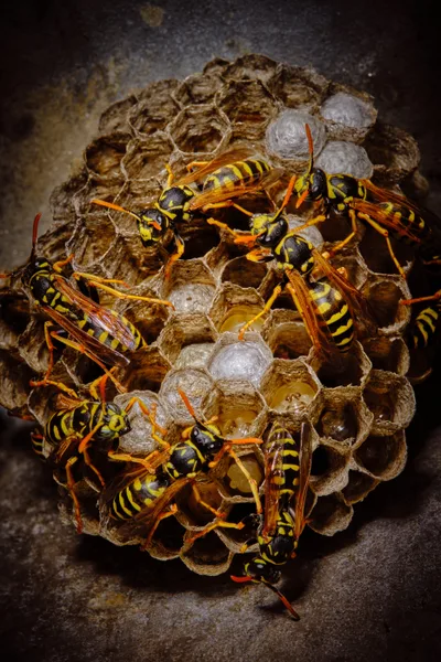 A striking macro photograph captures a bustling paper wasp colony attending to their intricate hexagonal nest in Portland's Irvington neighborhood. The amber-bodied wasps with distinctive black and yellow striping move purposefully across the papery gray comb structure, some cells sealed with pristine white caps while others reveal golden larvae within. The dramatic lighting against a deep shadow background creates an almost theatrical quality, highlighting the geometric precision of nature's architecture and the industrious activity of these social insects.