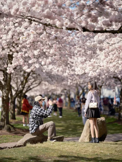 A photographer in a plaid shirt and baseball cap kneels on stone steps, capturing a portrait of a young woman posed beneath the cascading cherry blossoms of Tom McCall Waterfront Park. The woman, dressed in a light sweater and dark skirt with a crossbody bag, stands gracefully against the ethereal backdrop of pale pink sakura blooms that arch overhead like nature's cathedral. Soft spring light filters through the delicate petals while other visitors stroll the pathways in the blurred distance, creating an intimate moment within Portland's beloved seasonal spectacle.