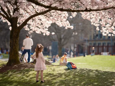 Spring Reverie Beneath Portland's Cherry Canopy