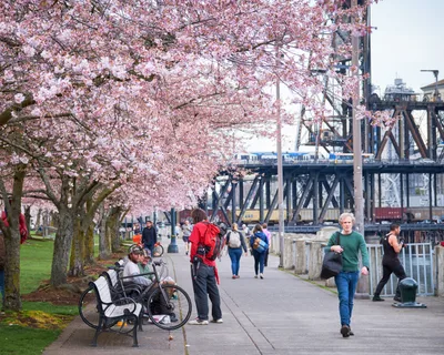 Spring Blossoms Frame Portland Waterfront Promenade