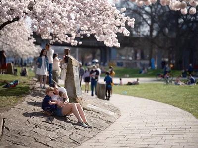 Spring Reverie Beneath Cherry Blossoms
