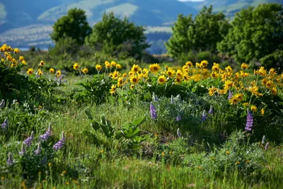 Golden balsamroot sunflowers and violet lupines create a vibrant wildflower meadow across the Memaloose Plateau in Oregon's Columbia River Gorge. The native blooms stretch across the foreground in natural abundance, their bright faces catching warm sunlight against emerald grasses. Behind this floral tapestry, mature deciduous trees frame the scene while the distant Columbia River Gorge's signature basalt cliffs fade into atmospheric blue haze. This spring display represents the Pacific Northwest's renowned wildflower season at its peak.