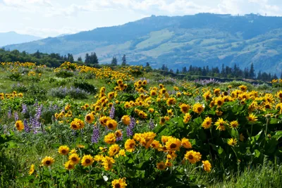 Wildflower Symphony at Memaloose Plateau