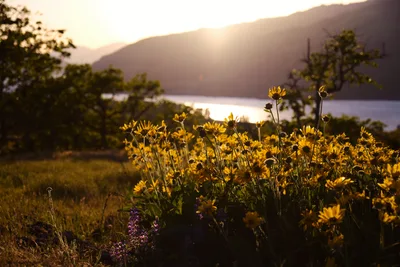 A cluster of Jerusalem artichoke wildflowers catches the last golden light at Memaloose Plateau in Oregon's Columbia River Gorge. The delicate yellow blooms reach toward the setting sun while purple lupine adds contrast in the foreground, framed by the Columbia River's silvered surface and the layered ridges of the gorge beyond. The warm backlighting transforms the prairie meadow into a luminous tapestry of native flora.