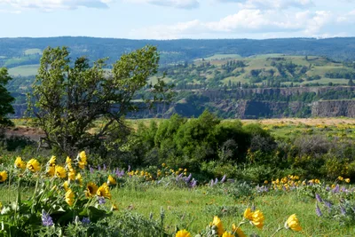 Golden balsamroot and purple lupine create a vibrant wildflower tapestry across Memaloose Plateau in Oregon's Columbia River Gorge. The foreground meadow bursts with native blooms while weathered canyon walls and distant forested ridges stretch toward a partly cloudy sky. This elevated perspective from Mayer State Park captures the dramatic contrast between the intimate wildflower display and the sweeping geological grandeur of the gorge below.