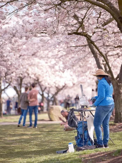 Artist Painting Beneath Cherry Blossoms Portland