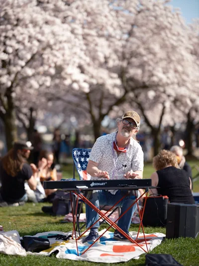 A bearded musician in a tan cap and patterned shirt performs on a keyboard at Tom McCall Waterfront Park, his stars-and-stripes chair positioned on a colorful blanket. Behind him, magnificent cherry trees in full bloom create a ethereal canopy of pale pink blossoms, while families and visitors enjoy the spring afternoon on the grass. The warm sunlight filters through the delicate petals, casting a dreamy atmosphere over this quintessential Portland springtime scene in the historic Old Town district.