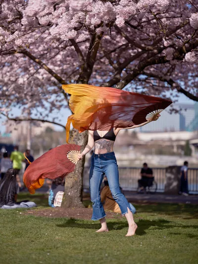 A performer executes a graceful fan dance beneath the luminous pink canopy of cherry blossoms at Tom McCall Waterfront Park in Portland's Old Town. The dancer, wearing a black top and blue jeans, moves barefoot across the emerald grass, wielding gradient silk fans that shift from golden yellow to deep crimson. The ephemeral spring blooms create a dreamy backdrop, their delicate petals catching the soft afternoon light while park visitors gather in the distance along the Willamette River.