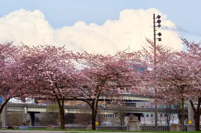 Cherry Blossoms Frame Portland's Urban Waterfront