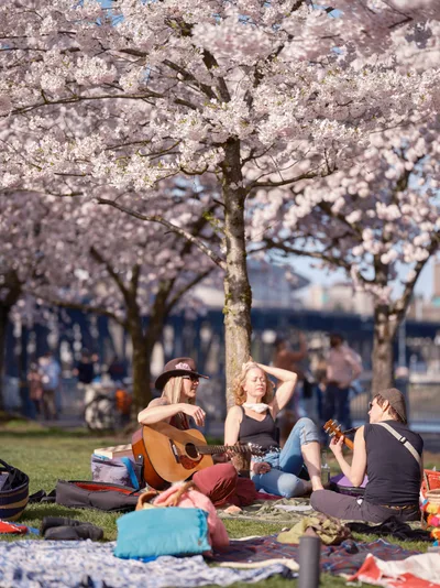 A group of people relax on blankets beneath fully bloomed cherry blossom trees at Tom McCall Waterfront Park in Portland, Oregon on a sunny spring day. In the foreground, a woman in a wide-brimmed brown hat and rust-colored pants plays an acoustic guitar, while a second woman reclines with her eyes closed enjoying the sun, and a third plays a ukulele. Picnic blankets, bags, and belongings are scattered across the grass. More visitors and a bridge over the Willamette River are visible in the soft background.