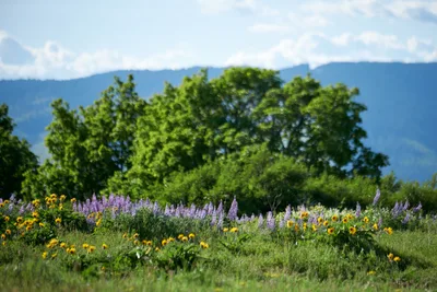 Purple lupine spires and golden wildflowers carpet the foreground meadow at Memaloose Plateau in Oregon's Columbia River Gorge. Verdant oak trees frame the middle distance while the Cascade Mountains rise through soft clouds on the horizon. The late spring composition captures the Pacific Northwest's legendary wildflower season, with native blooms creating a tapestry against the dramatic geological backdrop of the gorge.