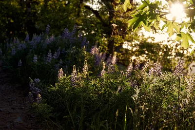 Wild lupines rise from shadowed forest floor in purple spires, backlit by warm evening light filtering through the canopy at Memaloose Plateau. The golden hour illumination creates dramatic contrasts between the deep purple flower spikes in the foreground and the sun-dappled maple leaves above. Native wildflowers carpet the understory of this ancient Columbia River Gorge ecosystem, their palmate leaves catching fragments of dying daylight.