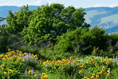 Memaloose Plateau Wildflower Symphony