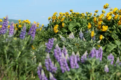 Lupine and Balsamroot Blooms at Memaloose Plateau