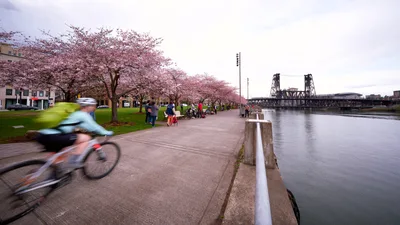 Spring Cyclist Along Portland's Cherry Blossom Waterfront