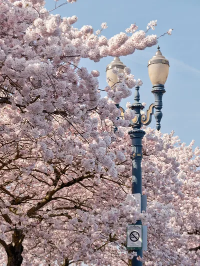 Victorian Streetlamp Embraced by Cherry Blossoms