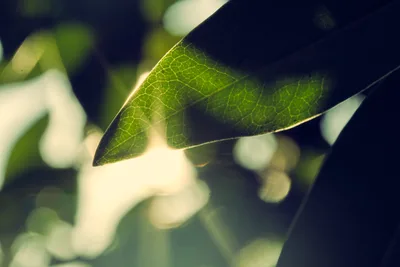 Golden afternoon light filters through a single leaf in Portland's Alberta neighborhood, revealing an intricate network of translucent veins against soft bokeh. The delicate cellular structure creates a natural stained glass effect, with warm sunlight transforming the ordinary foliage into luminous architecture. Gentle shadows dance across the leaf's surface while the background dissolves into dreamy circles of light and shadow.