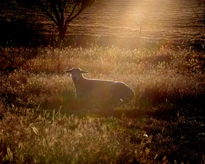 Sheep Silhouette at Golden Hour Carlton