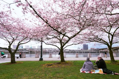 Cherry Blossom Sanctuary Along Portland's Waterfront