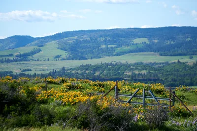 Wildflower Gateway at Memaloose Plateau