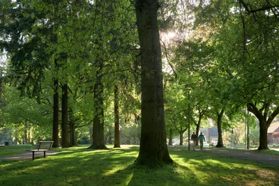 Evening Light Through Wilshire Park Canopy