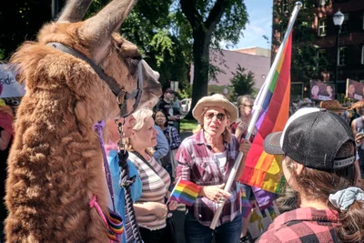 Llama Joins Portland Pride Parade Celebration