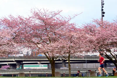 Spring Awakening Along Portland's Waterfront