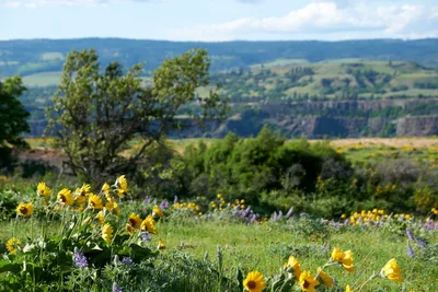 Golden balsamroot and purple lupine wildflowers cascade across the Memaloose Plateau meadow in Oregon's Columbia River Gorge. The foreground blooms frame a sweeping vista of the dramatic gorge landscape, where rolling hills dissolve into misty blue ridgelines beneath a soft spring sky. Native vegetation punctuates the middle ground, creating layers of texture that lead the eye toward the distant canyon walls and agricultural terraces.