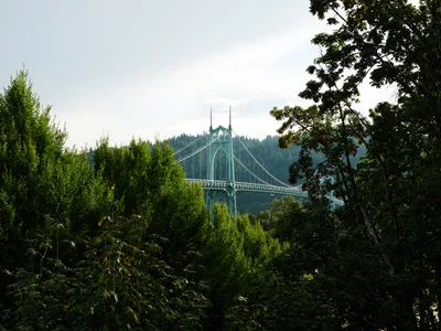 Saint Johns Bridge Through Cathedral Forest